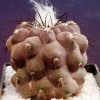 Copiapoa_tocopillana